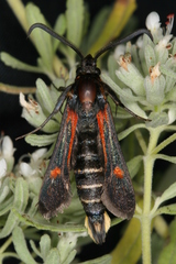 Bembecia stiziformis