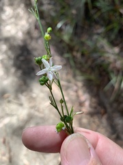 Caesia parviflora parviflora