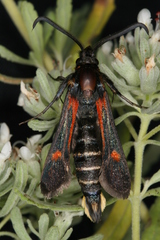 Bembecia stiziformis