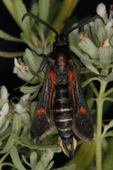 Bembecia stiziformis