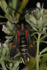 Bembecia stiziformis