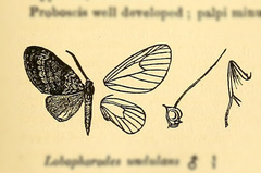 Lobophorodes undulans