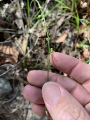 Caesia parviflora parviflora