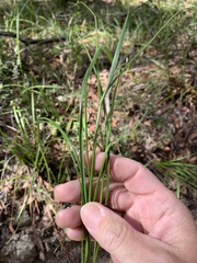 Caesia parviflora parviflora