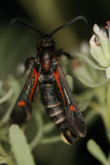 Bembecia stiziformis