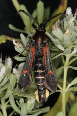 Bembecia stiziformis