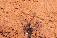 Mycerobas carnipes