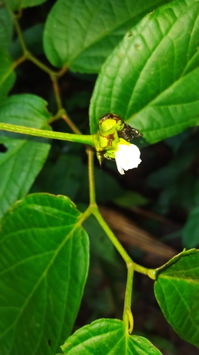 Image of Pavonia fruticosa by (c) Guillaume Delaitre, some rights reserved (CC BY)