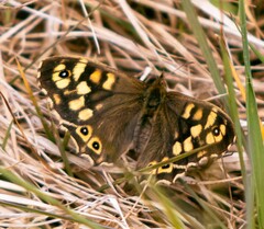 Pararge aegeria tircis