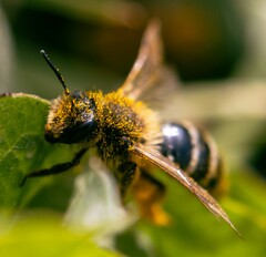 Andrena scotica