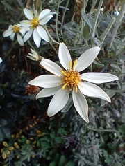Chiliotrichum diffusum