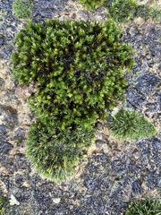 Orthotrichum anomalum