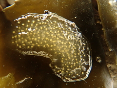 Littorina obtusata