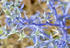 Eryngium triquetrum