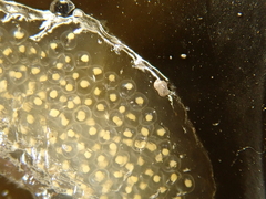 Littorina obtusata
