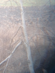Accipiter nisus