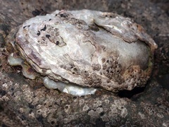 Ostrea edulis