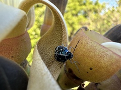 Murgantia violascens