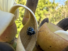 Murgantia violascens