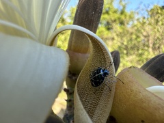 Murgantia violascens