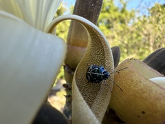 Murgantia violascens