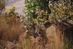 Cotyledon orbiculata oblonga