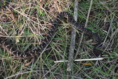 Bothrops diporus