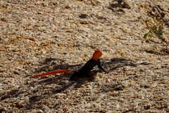Agama planiceps