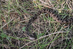 Bothrops diporus