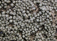 Chthamalus dentatus