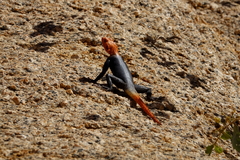 Agama planiceps