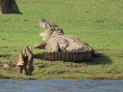 Crocodylus palustris