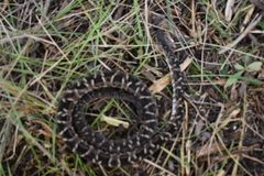 Bothrops diporus