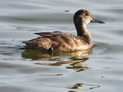 Heteronetta atricapilla