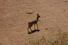 Oreotragus oreotragus