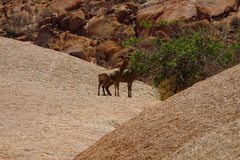 Oreotragus oreotragus