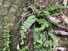 Asplenium normale normale
