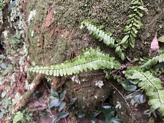 Asplenium normale normale
