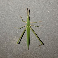 Acrida conica