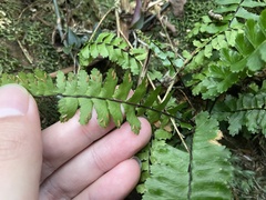Asplenium normale normale