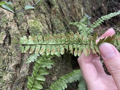 Asplenium normale normale