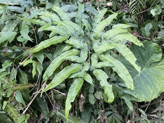 Coniogramme fraxinea