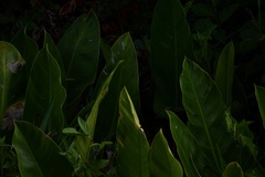 Philodendron renauxii