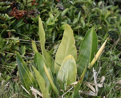 Philodendron renauxii