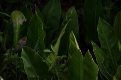 Philodendron renauxii