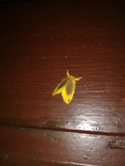 Artaxa nubilosa