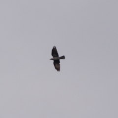 Corvus monedula spermologus