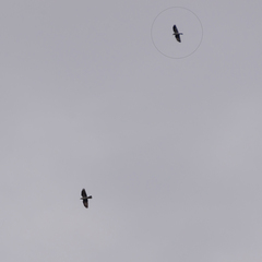 Corvus monedula spermologus