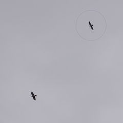 Corvus monedula spermologus