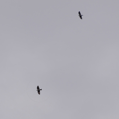 Corvus monedula spermologus